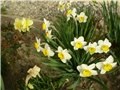 narcisi
